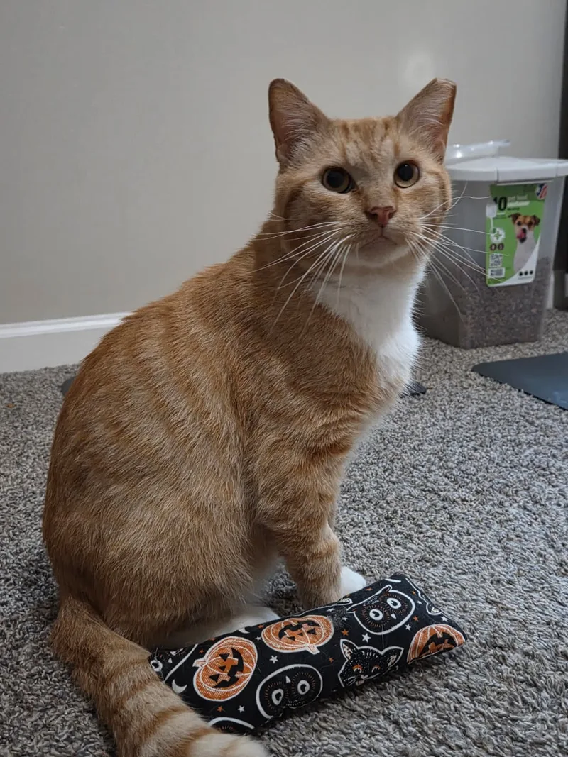 Garfield thumbnail 2