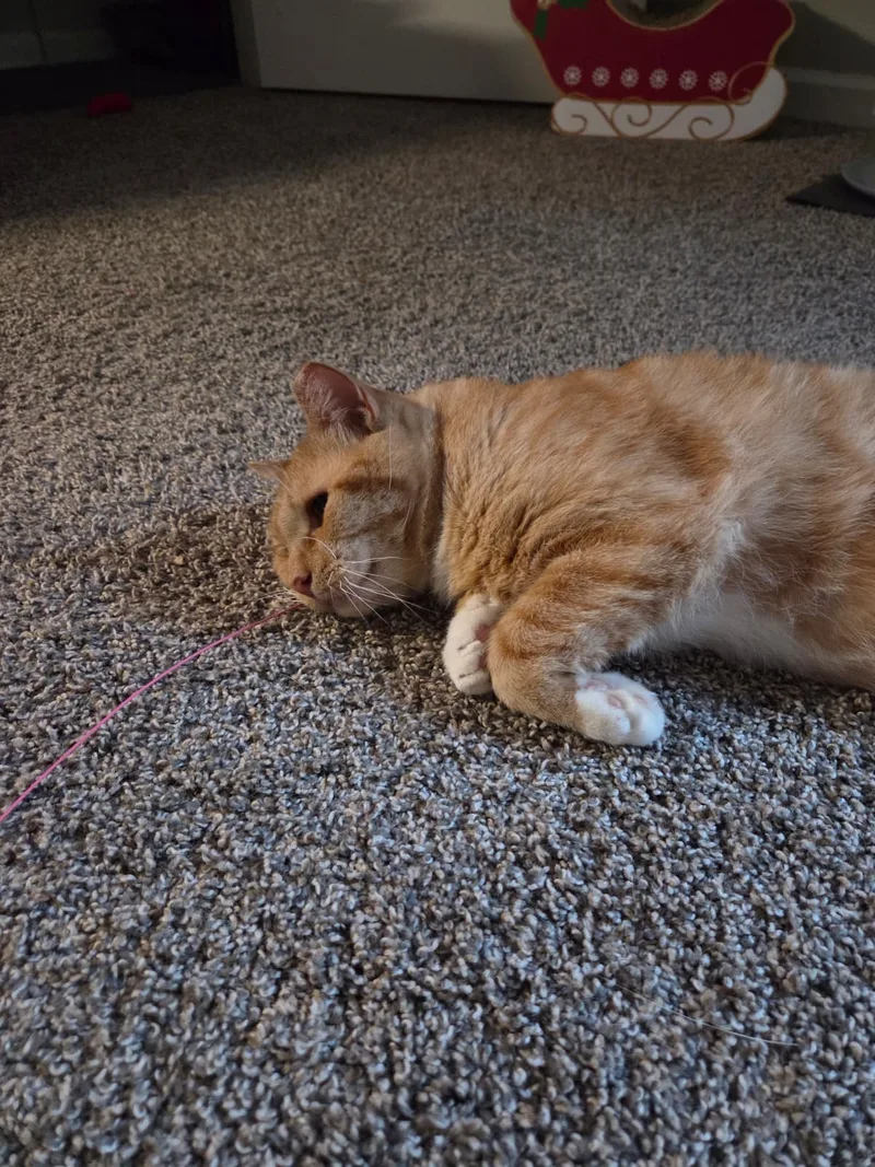 Garfield thumbnail 6