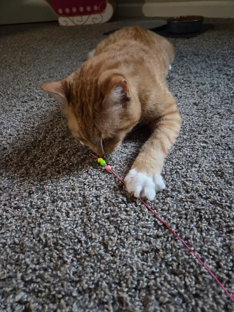 Garfield thumbnail 7
