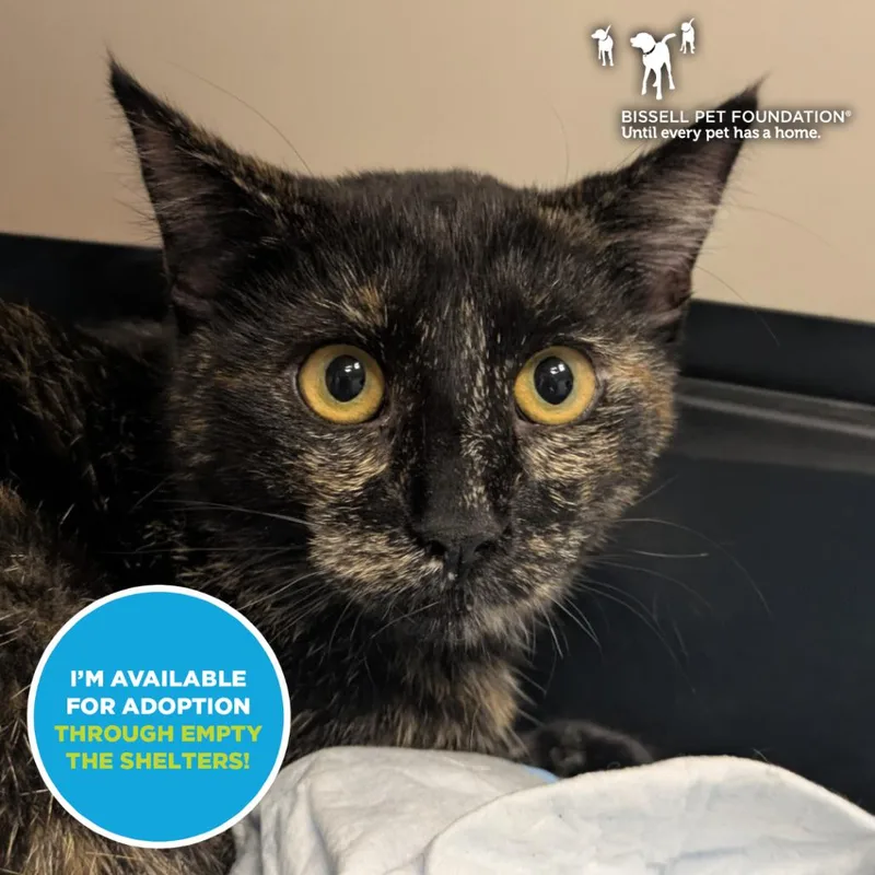 A baby medium-sized female Brown / Chocolate Domestic Short Hair cat named Brunch for adoption in Chicago, IL