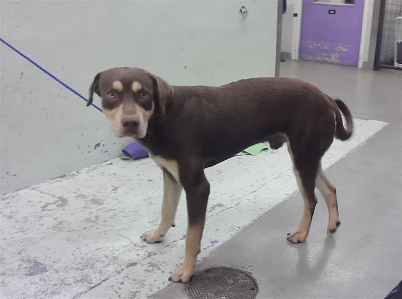 A young medium-sized male Labrador Retriever dog named Maynor for adoption in Houston, TX