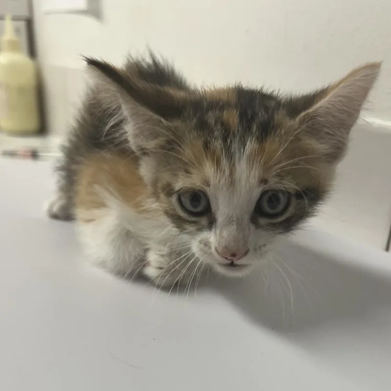 A baby small-sized female Calico Domestic Medium Hair cat named Flavia for adoption in St. Louis, MO