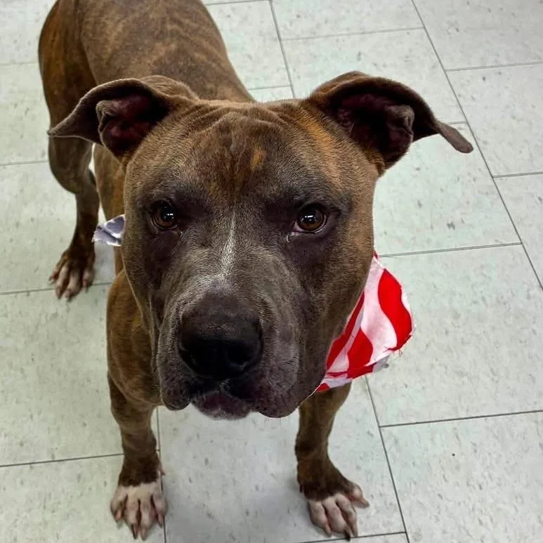 An adult large-sized male Brindle Pit Bull Terrier dog named Jack Skellington for adoption in Turlock, CA