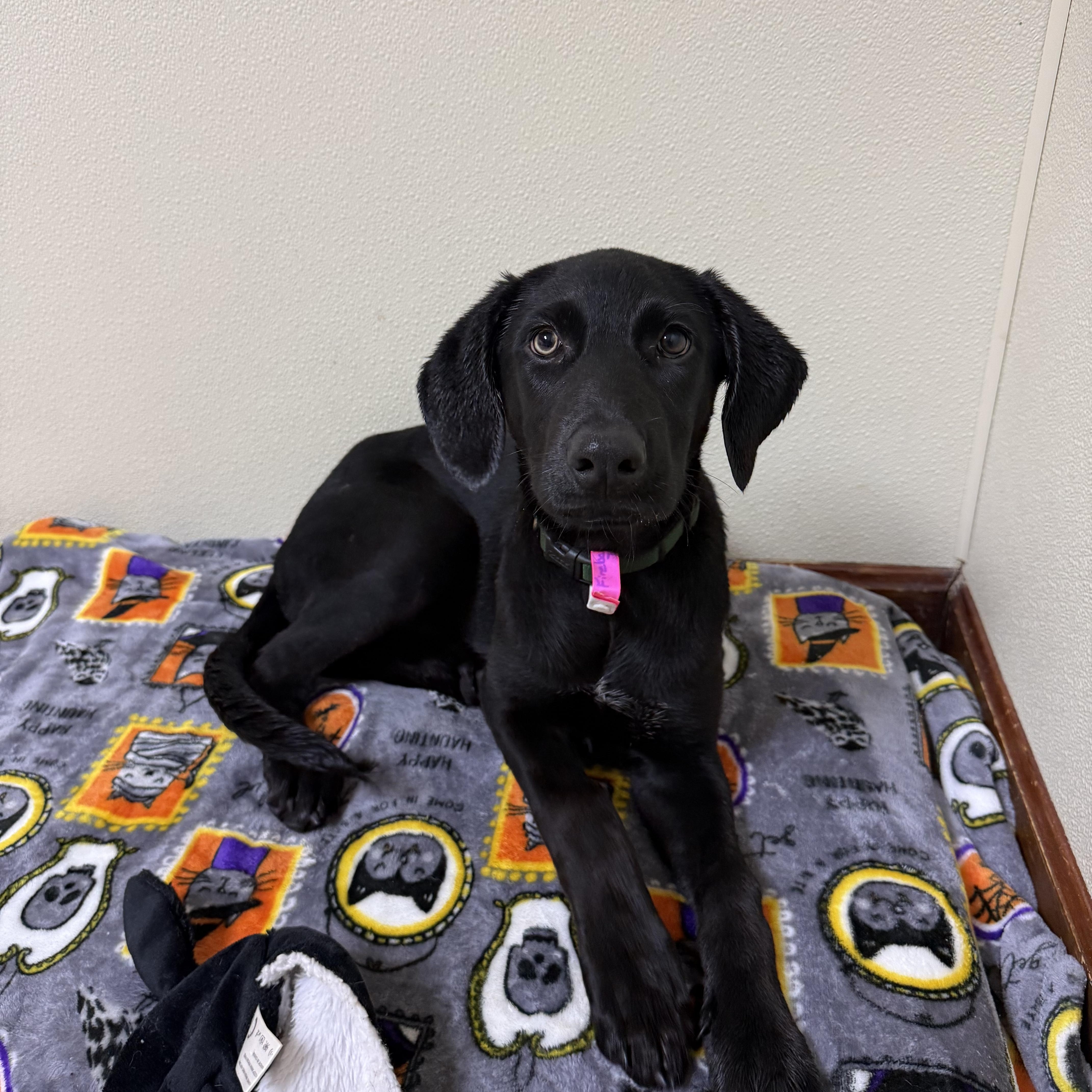 A baby medium-sized female Black Labrador Retriever dog named Fireball for adoption in Douglas, MA