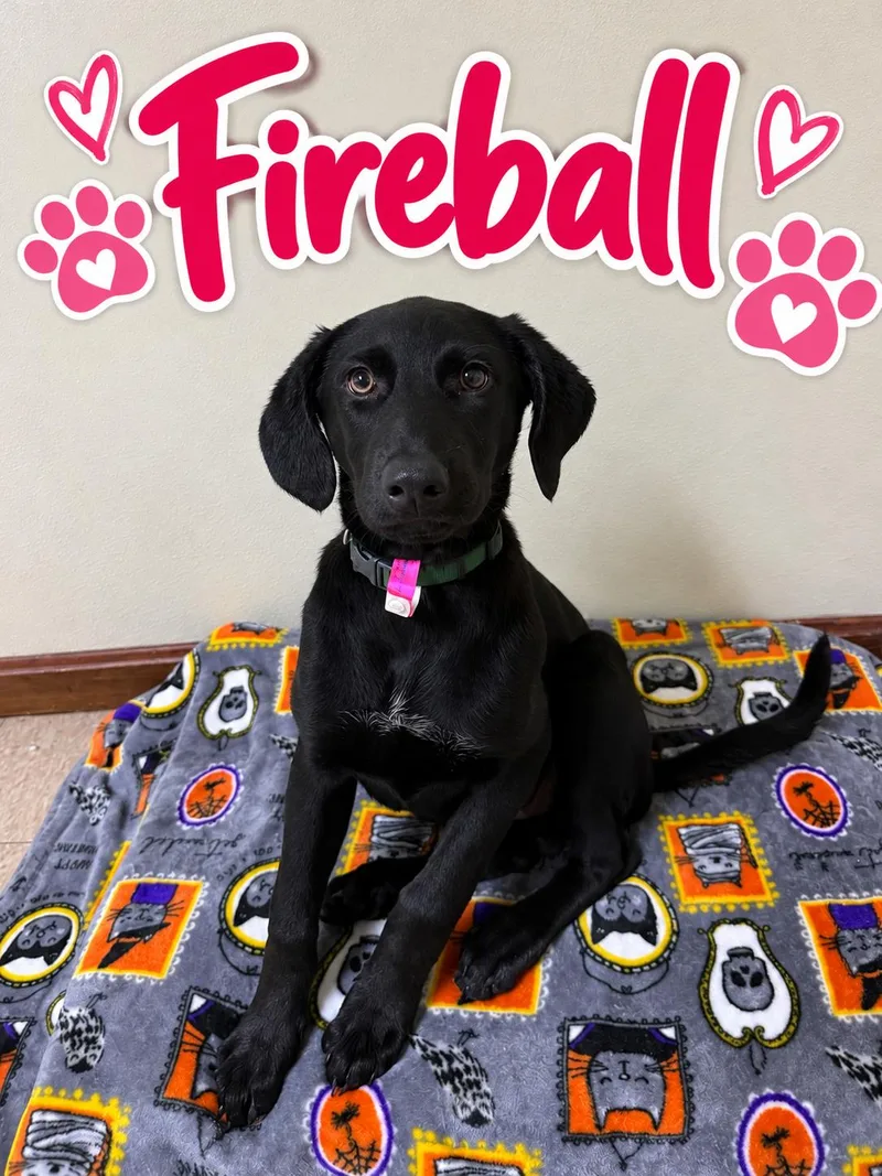 Fireball thumbnail 2