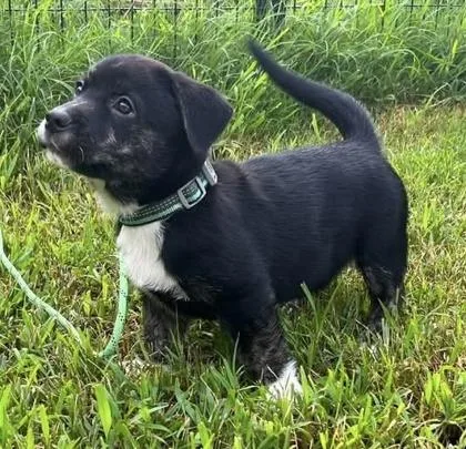 A baby medium-sized male Hound dog named Barry Manugrow for adoption in Malvern, PA