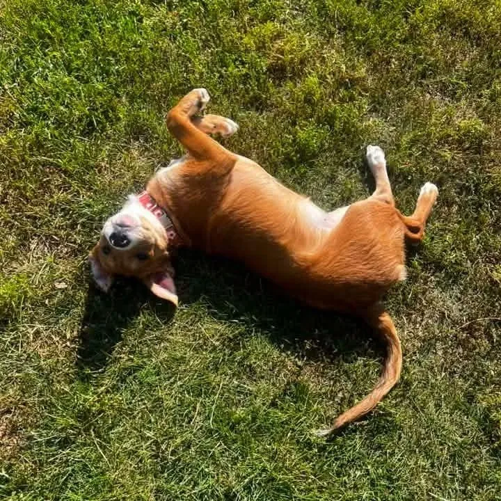 Annie