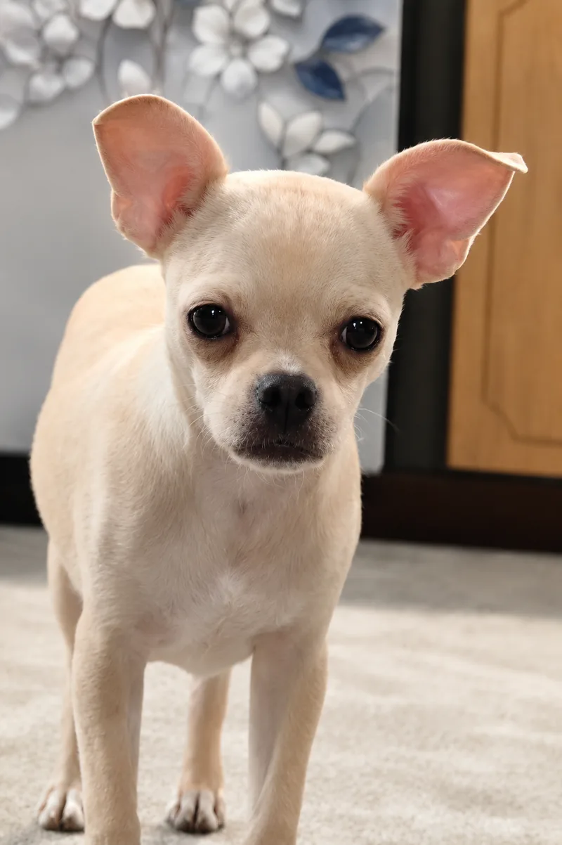 A young small-sized male cream Chihuahua dog named Chico for adoption