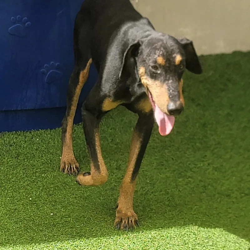 An adult medium-sized male Black Doberman Pinscher dog named Duke for adoption in Loxahatchee, FL