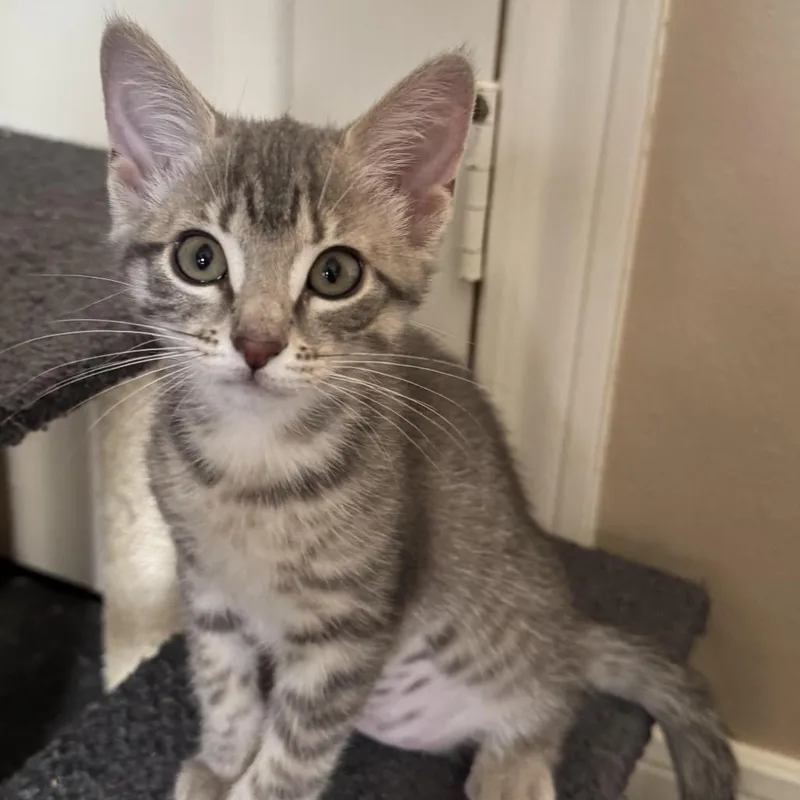 A baby small-sized female Gray / Blue / Silver Domestic Medium Hair cat named Summer for adoption in Houston, TX
