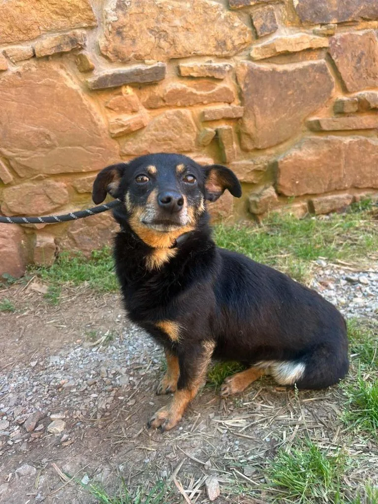 An adult medium-sized male Chihuahua dog named Rascal for adoption in Russellville, KY