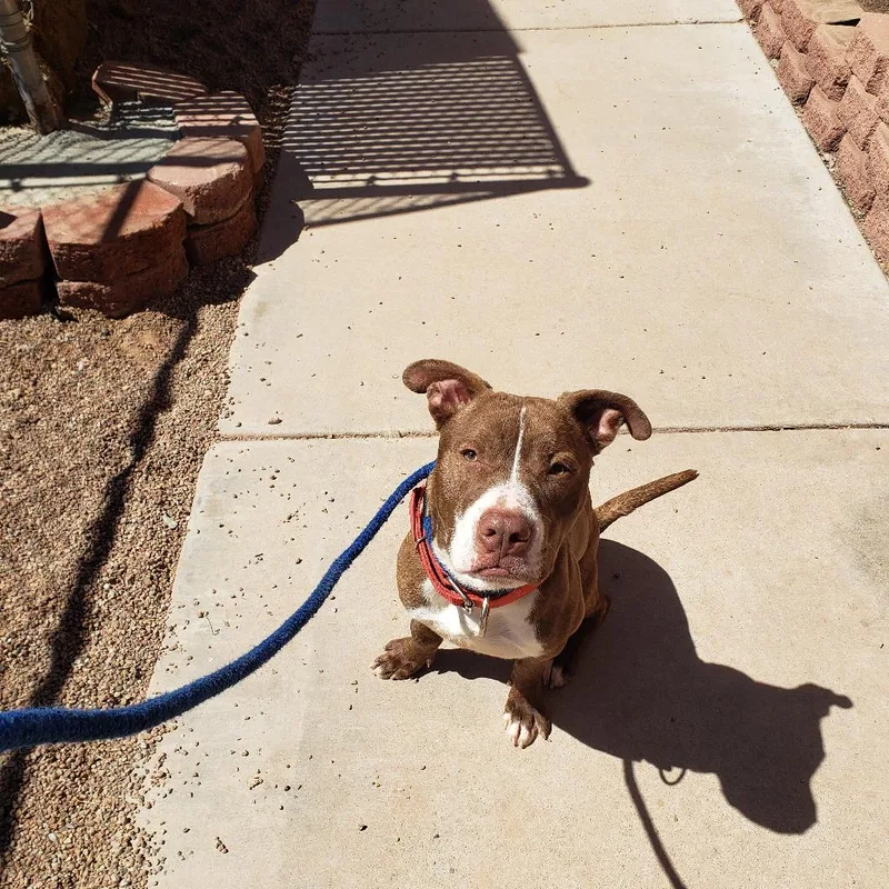 A young large-sized male Tan/brown Pit Bull Terrier dog named Tanka for adoption