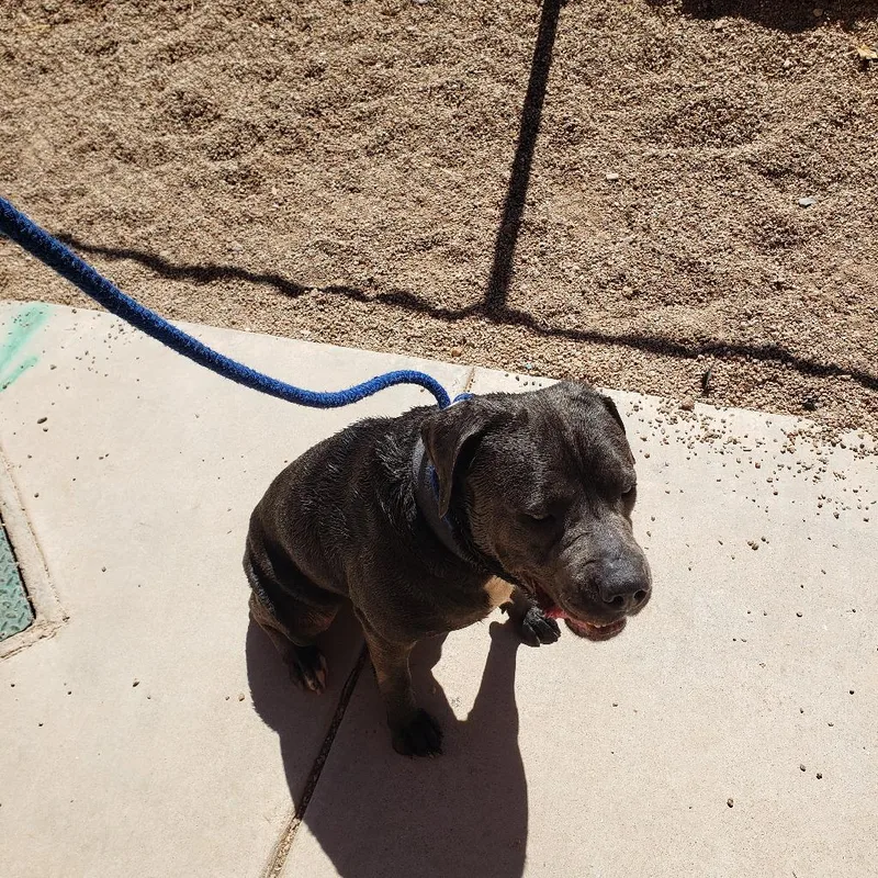 A young large-sized female Grey Cane Corso dog named Kira for adoption