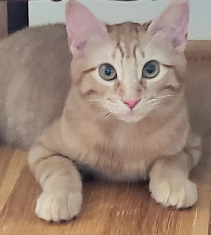 Ginger Boy thumbnail 2