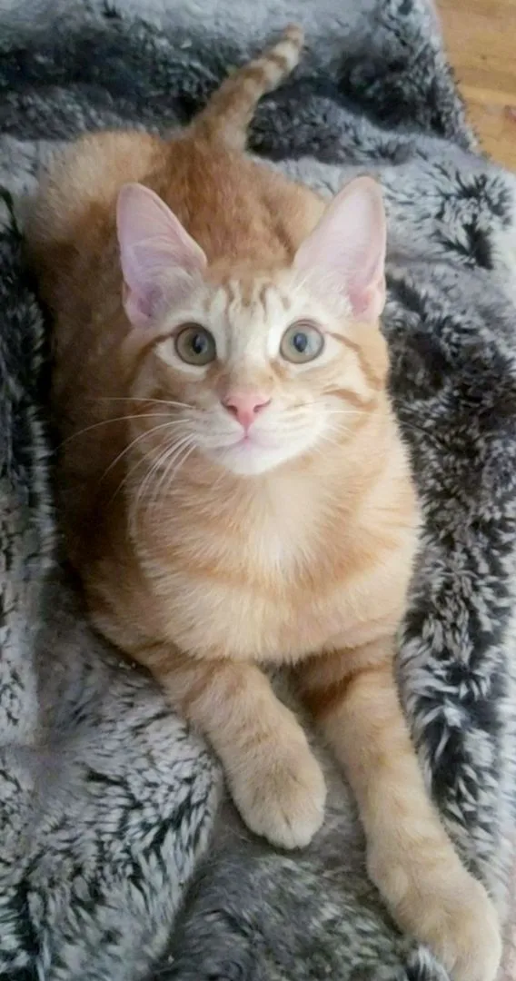Ginger Boy