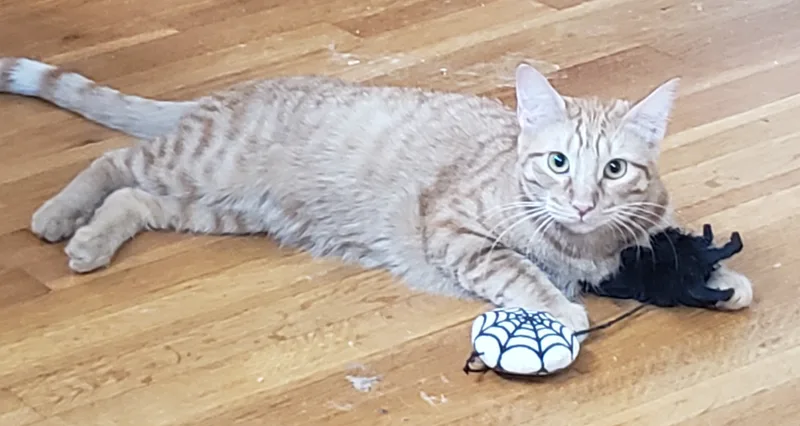 Ginger Boy thumbnail 3