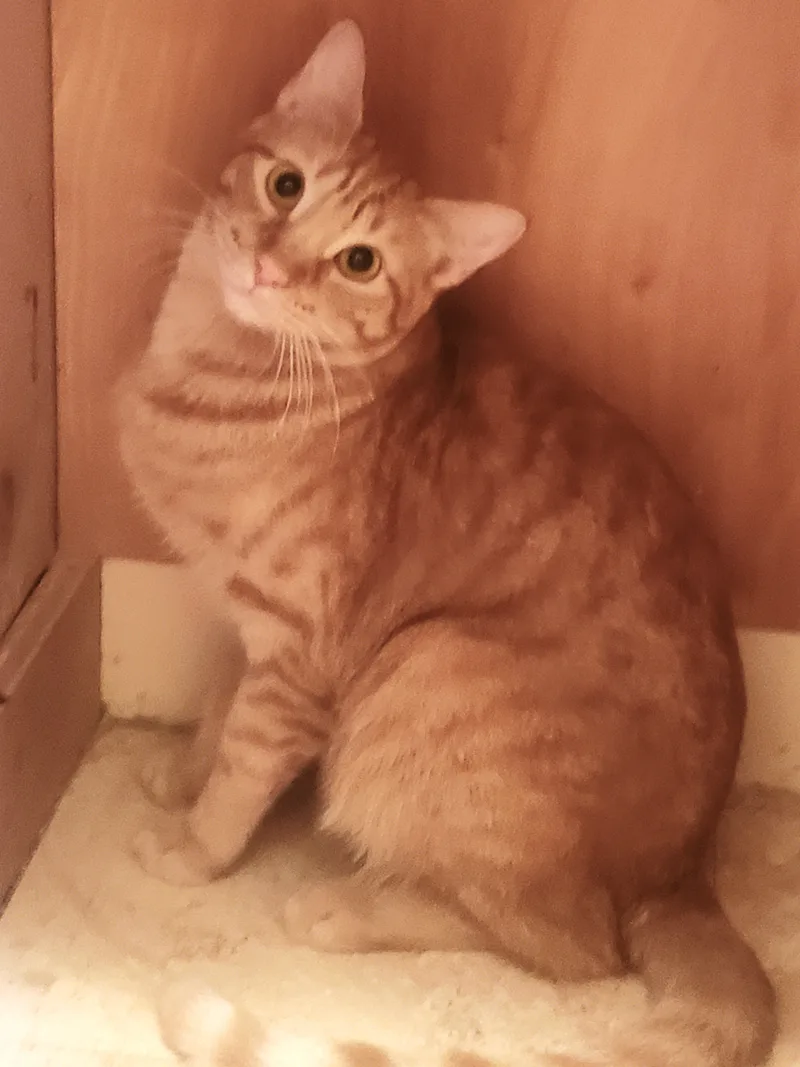 Ginger Boy thumbnail 4