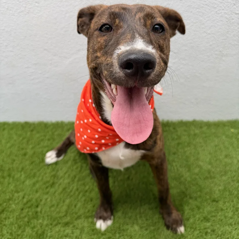 A young small-sized female Brindle Labrador Retriever dog named Carina for adoption