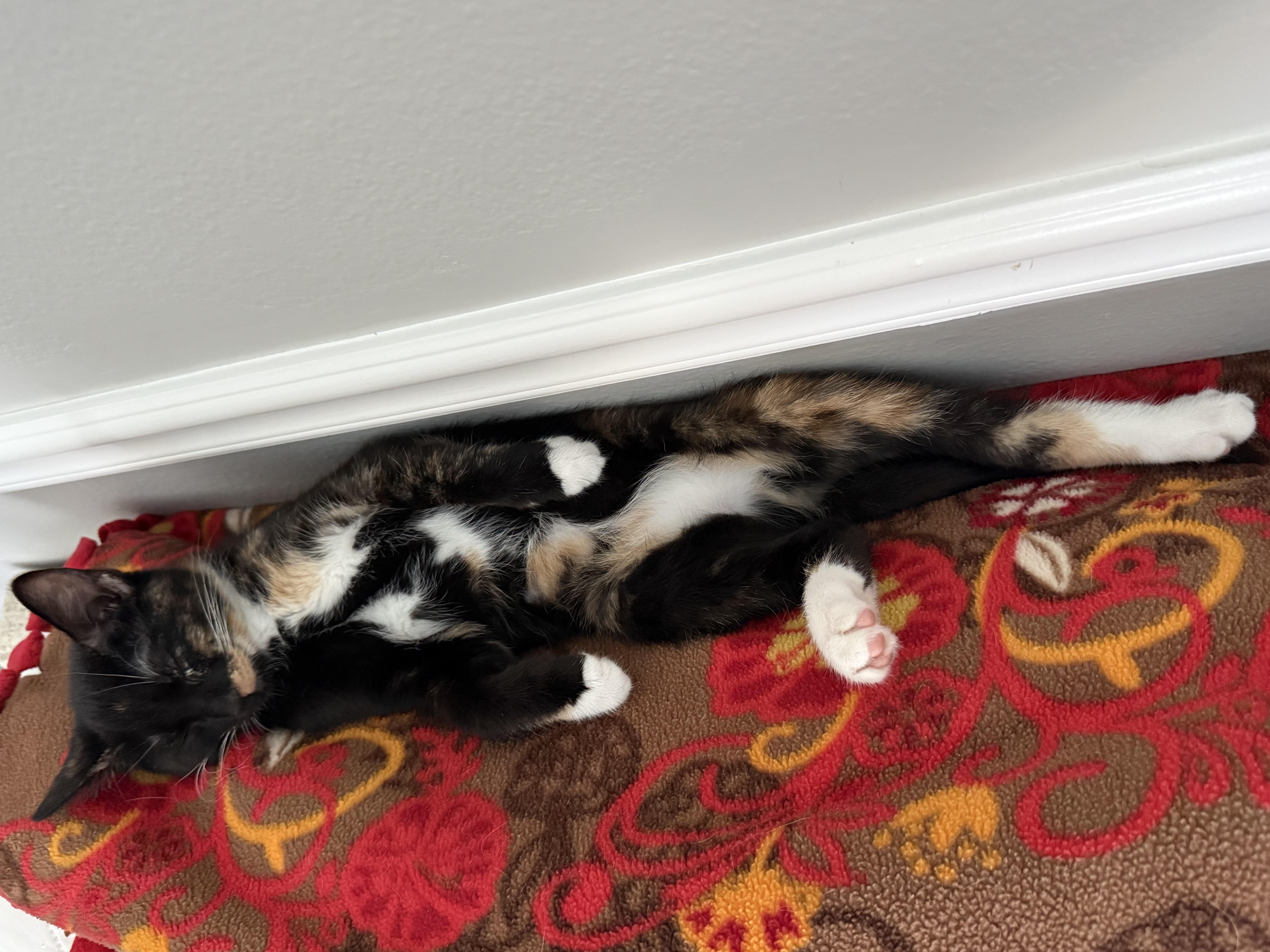 A baby medium-sized female Calico Domestic Short Hair cat named Onia INDOOR ONLY for adoption in Stockton, CA