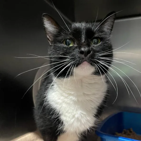 An adult medium-sized female Domestic Short Hair cat named Penne for adoption in Cumming, GA