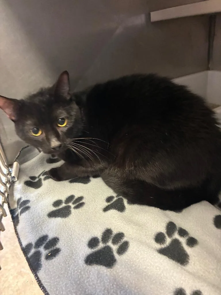 A young small-sized male Domestic Short Hair cat named Salem for adoption in Bossier City, LA