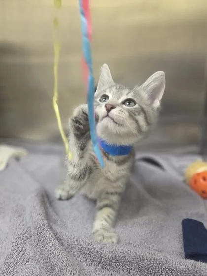 A baby small-sized male Domestic Short Hair cat named Dasani for adoption in Westland, MI