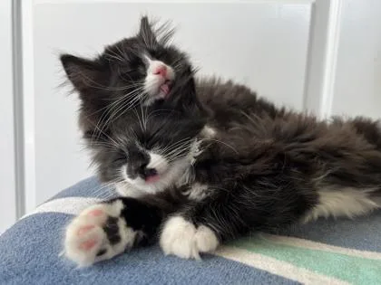 A baby small-sized male Domestic Medium Hair cat named Hershey for adoption in Ringoes, NJ