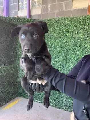 A baby small-sized female Black Mixed Breed dog named 60827346 for adoption in El Paso, TX