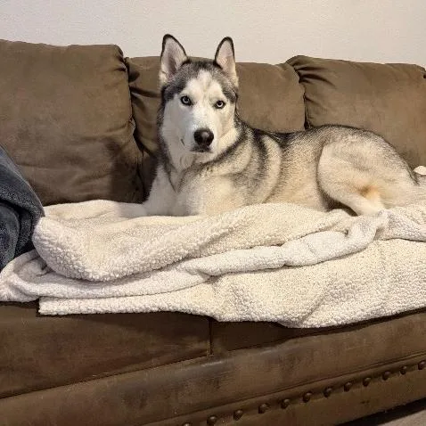 An adult large-sized male Husky dog named Pineapple for adoption in Austin, TX