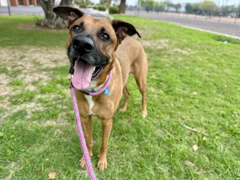 An adult large-sized female German Shepherd Dog dog named Lucy for adoption in Mesa, AZ
