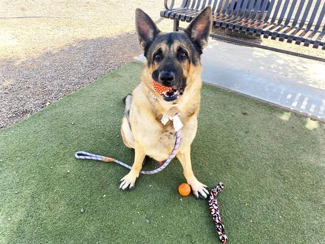 An adult large-sized male German Shepherd Dog dog named Gustave for adoption in Phoenix, AZ