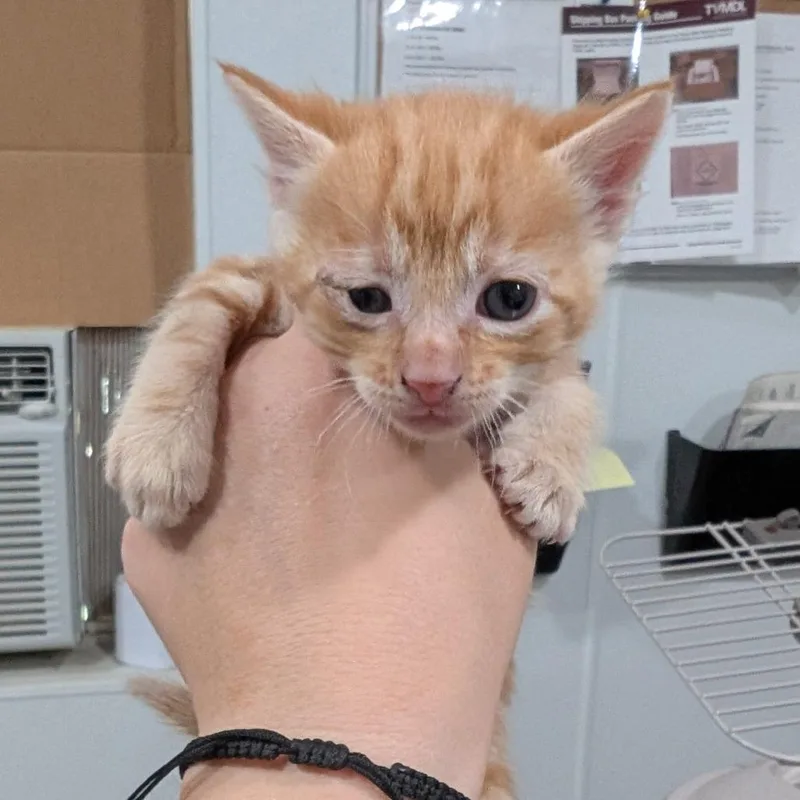 A baby small-sized male Orange / Red American Shorthair cat named Bottle Baby for adoption in Buchanan Dam, TX