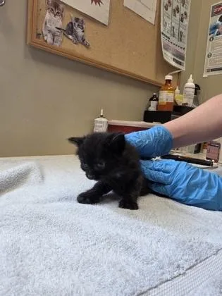 A baby small-sized female Domestic Short Hair cat named Cherry for adoption in Fishers, IN