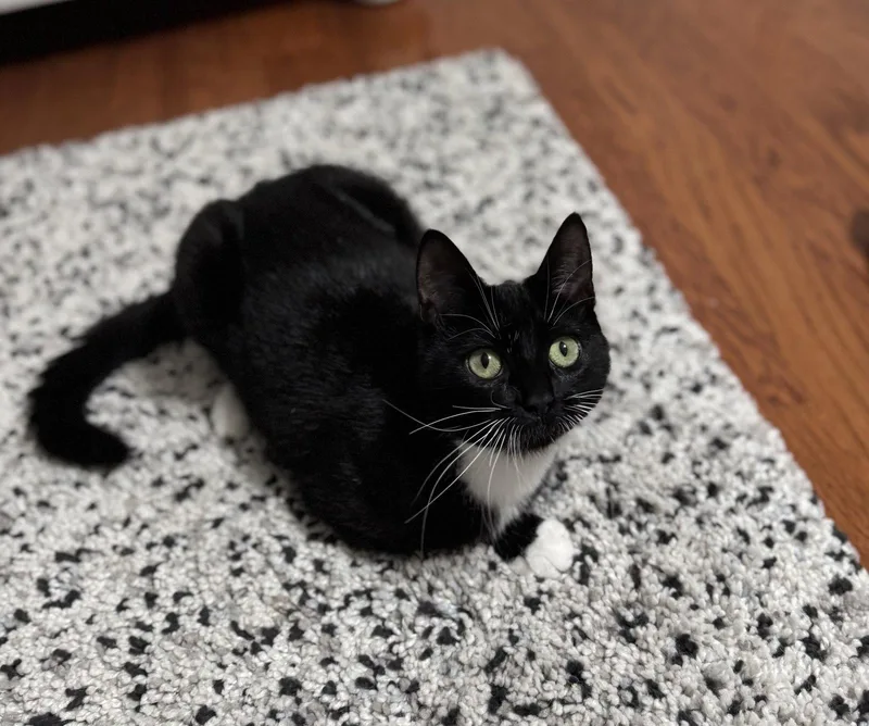 A young small-sized female Tuxedo cat named Gemma for adoption in Winter Park, FL