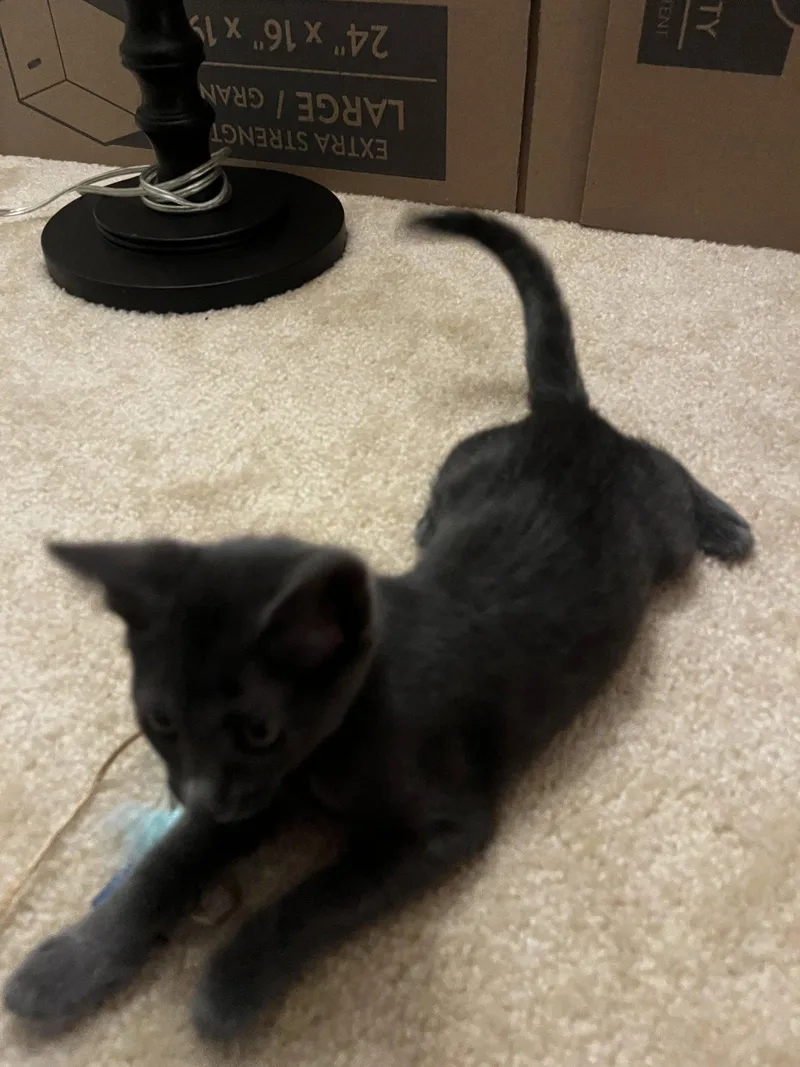 An adult medium-sized female Domestic Short Hair cat named Misty for adoption in Rockaway, NJ