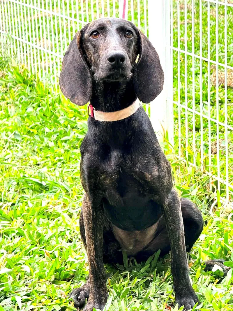 A young medium-sized female Brindle Pointer dog named Momo for adoption in Hacienda Heights, CA