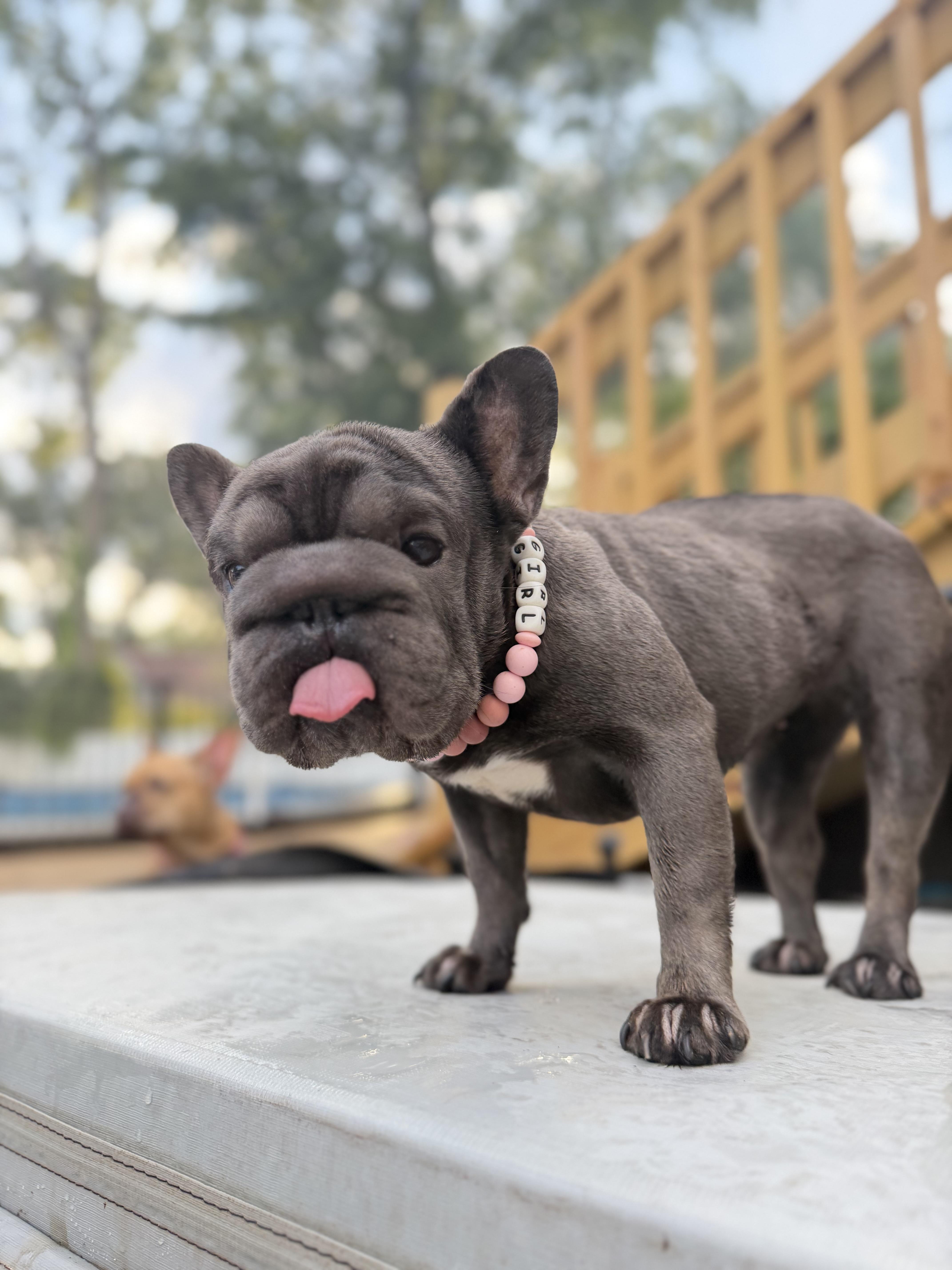 A young small-sized female French Bulldog dog named Miracle for adoption in Decatur , IL