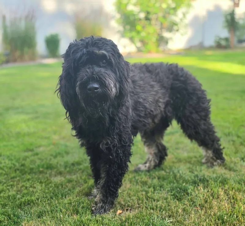 A young large-sized female black Labradoodle dog named Betsy Ross for adoption