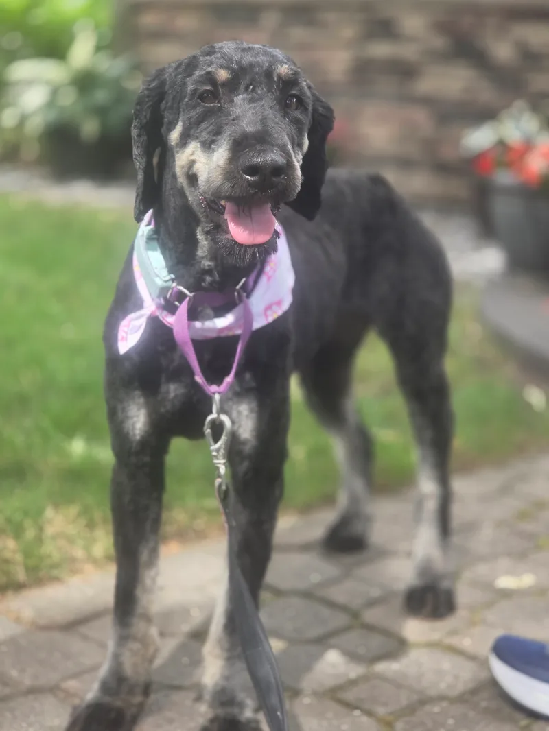 A young large-sized female black Standard Poodle dog named Betsy Ross for adoption in Spokane County, WA