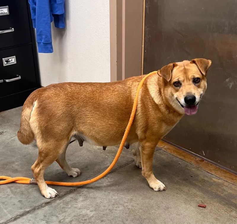 An adult large-sized female Labrador Retriever dog named Nala for adoption in El Paso, TX