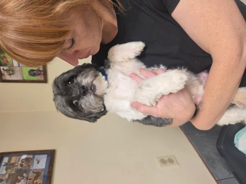 A young small-sized female black Shih Tzu dog named Ramona for adoption