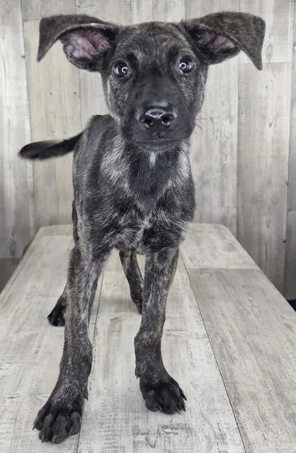 An adult small-sized male Dutch Shepherd dog named Dutch for adoption in Shreveport, LA