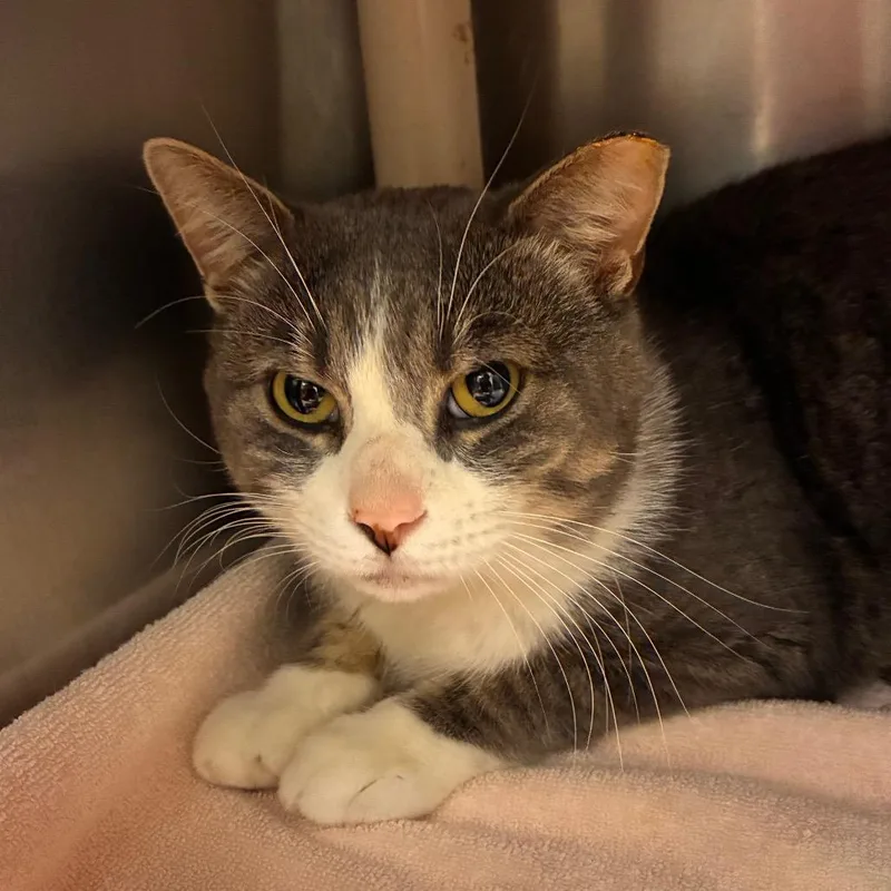 An adult large-sized male Gray / Blue / Silver Domestic Short Hair cat named Clooney for adoption in Marshall, VA