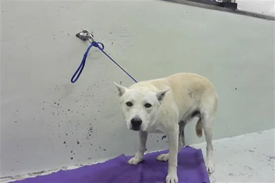 An adult large-sized male German Shepherd Dog dog named Royce for adoption in Houston, TX