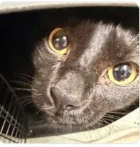 An adult medium-sized male Domestic Short Hair cat named Nino for adoption in West Chester, PA