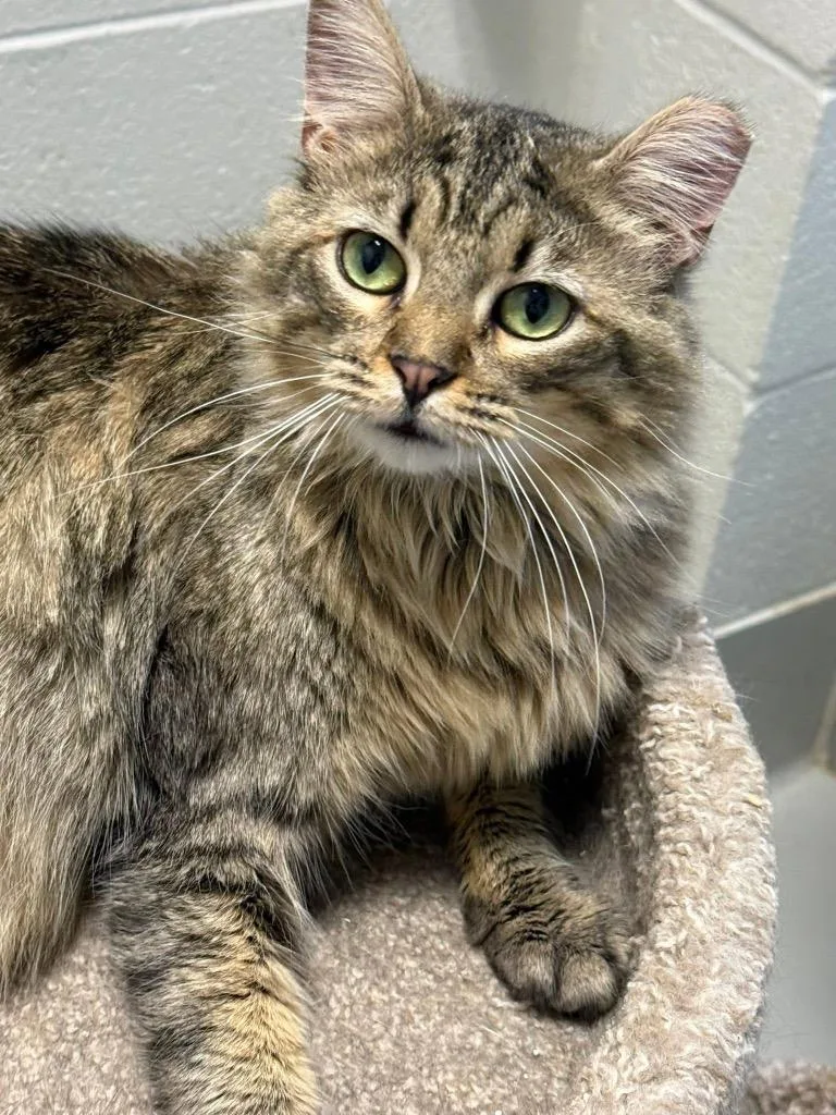 Figgy Noel thumbnail 2