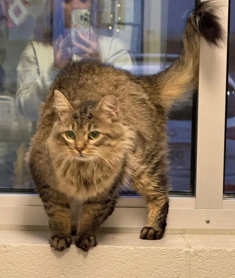 Figgy Noel thumbnail 5