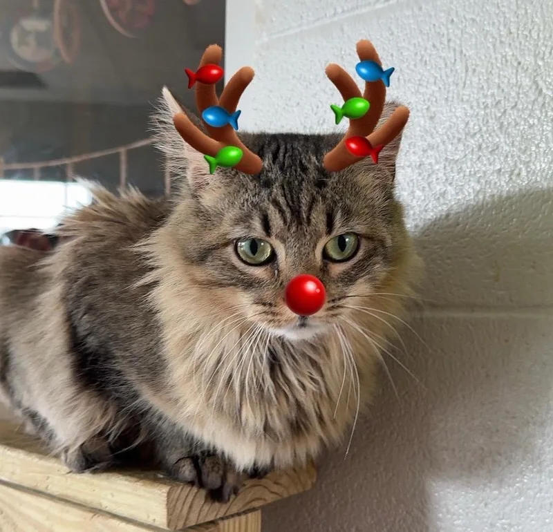 Figgy Noel thumbnail 6