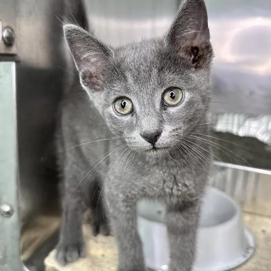 A baby small-sized male Gray / Blue / Silver Domestic Short Hair cat named Merry for adoption in Matteson, IL