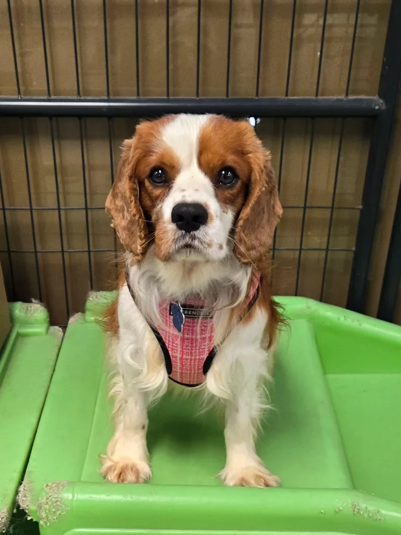 A young small-sized female Cavalier King Charles Spaniel dog named Canary Yellow for adoption in Broken Arrow, OK